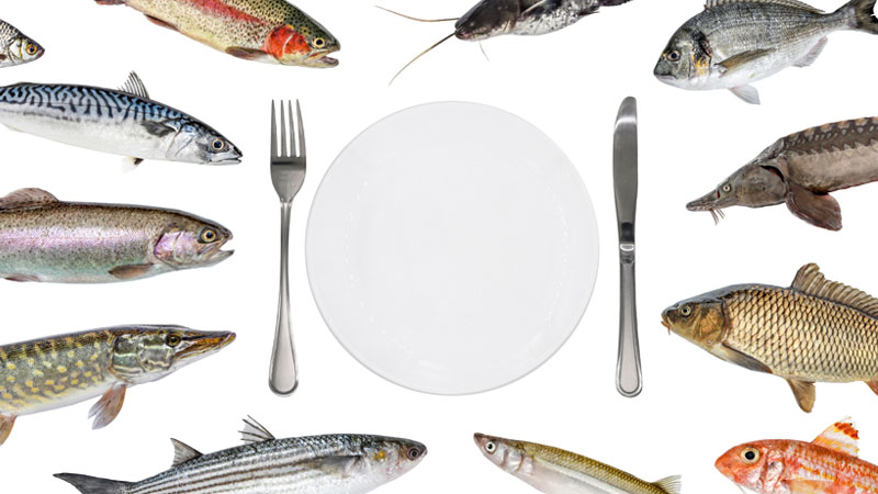 ilustração com vários tipos de peixes à volta de um prato vazio e talheres